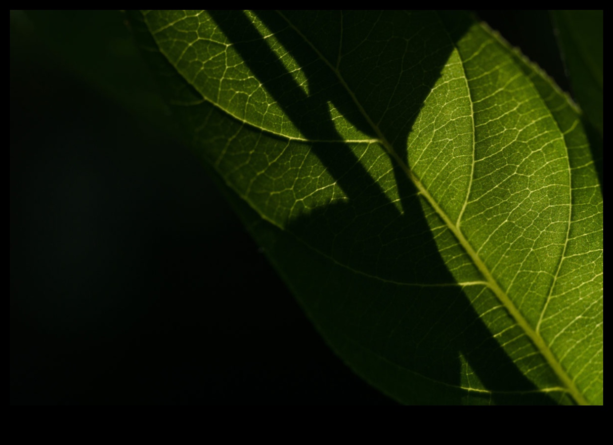 Heykeltraş Güneş Işığı: Makro Fotoğrafçılık Stilleriyle Form ve Gölgeleri Tanımlamak