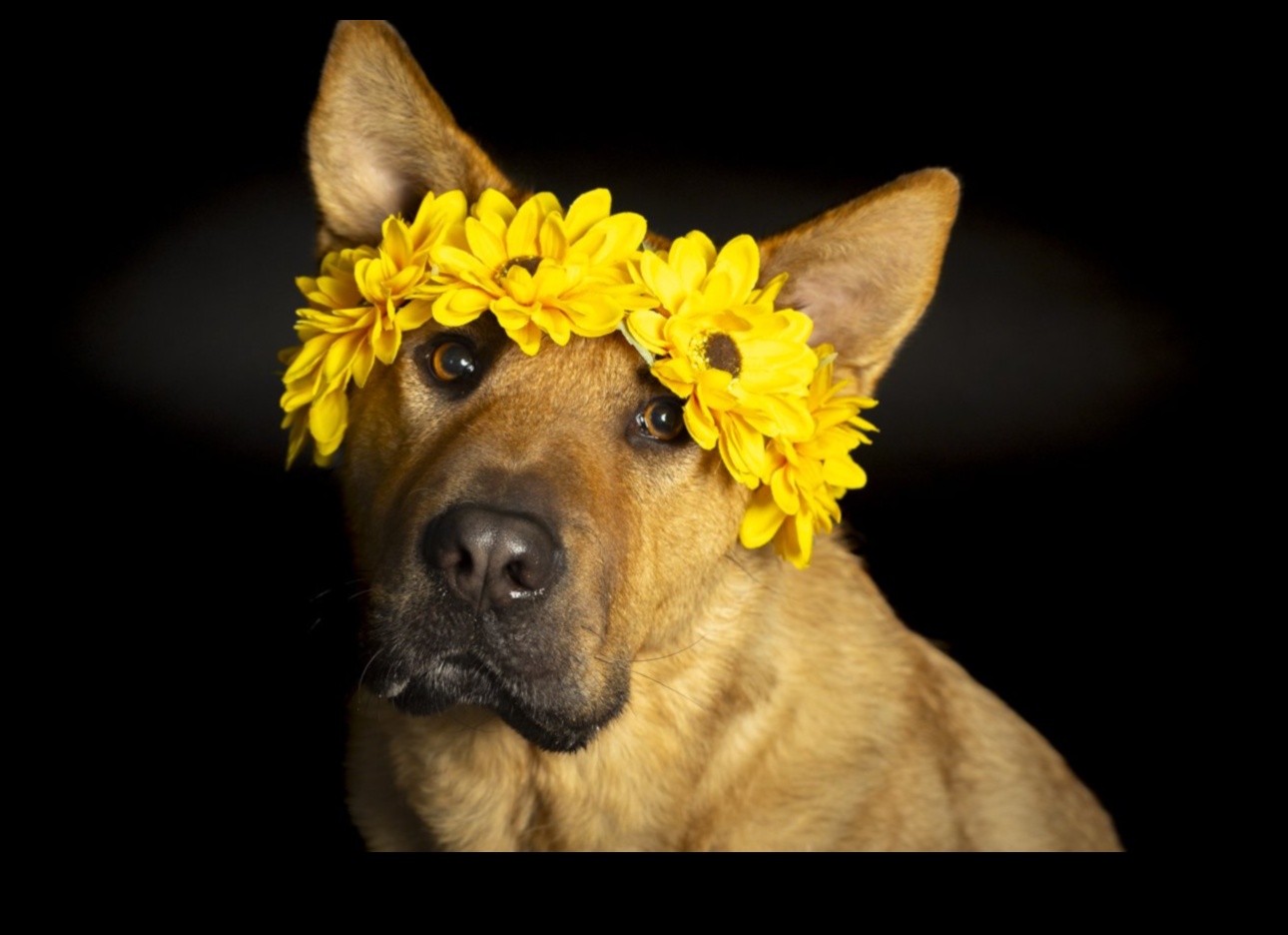 Furry Friends Odak: Mükemmel evcil hayvan portrelerini yakalamak için teknikler